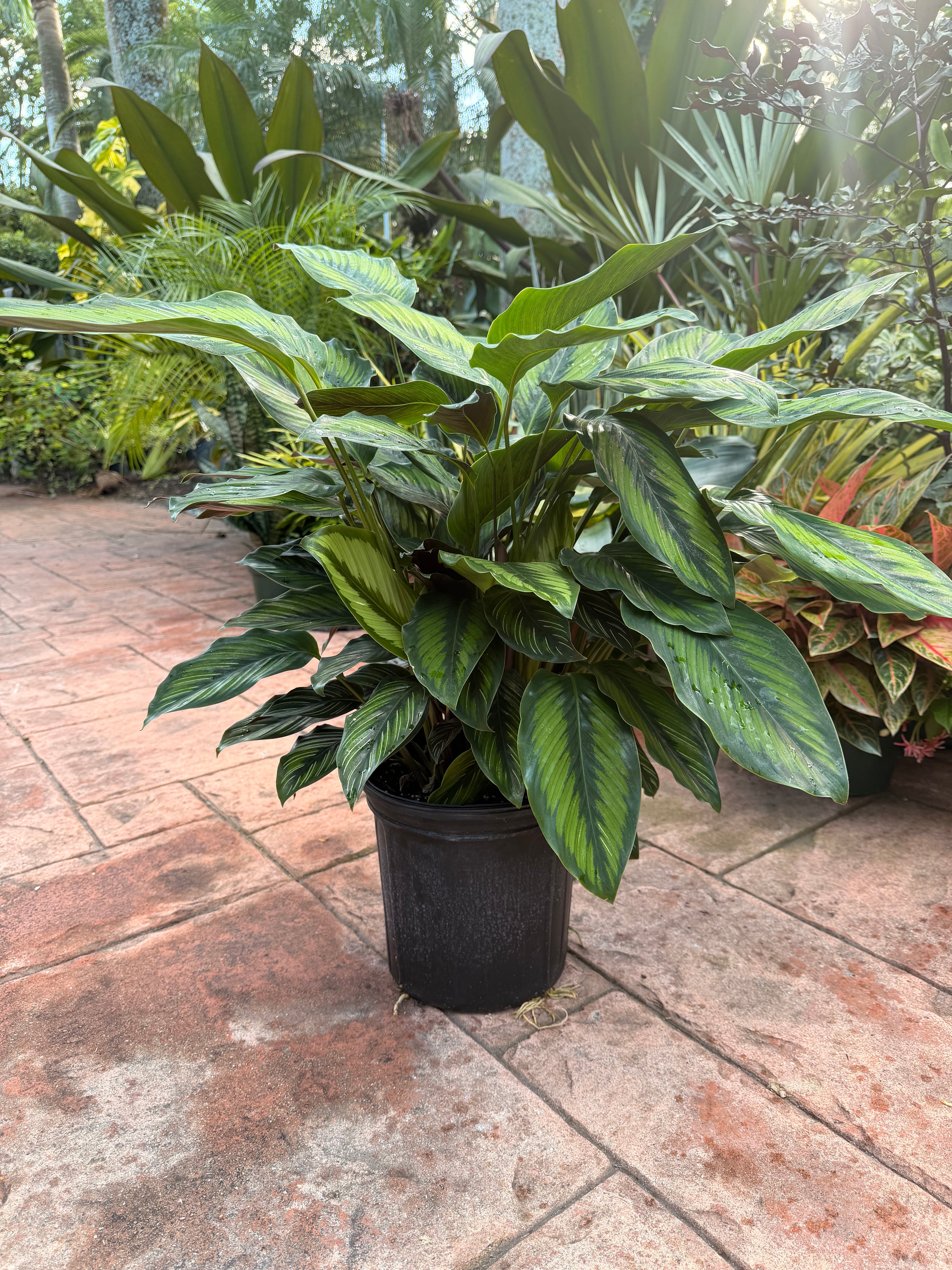 Calathea Beauty Star, 8” pot