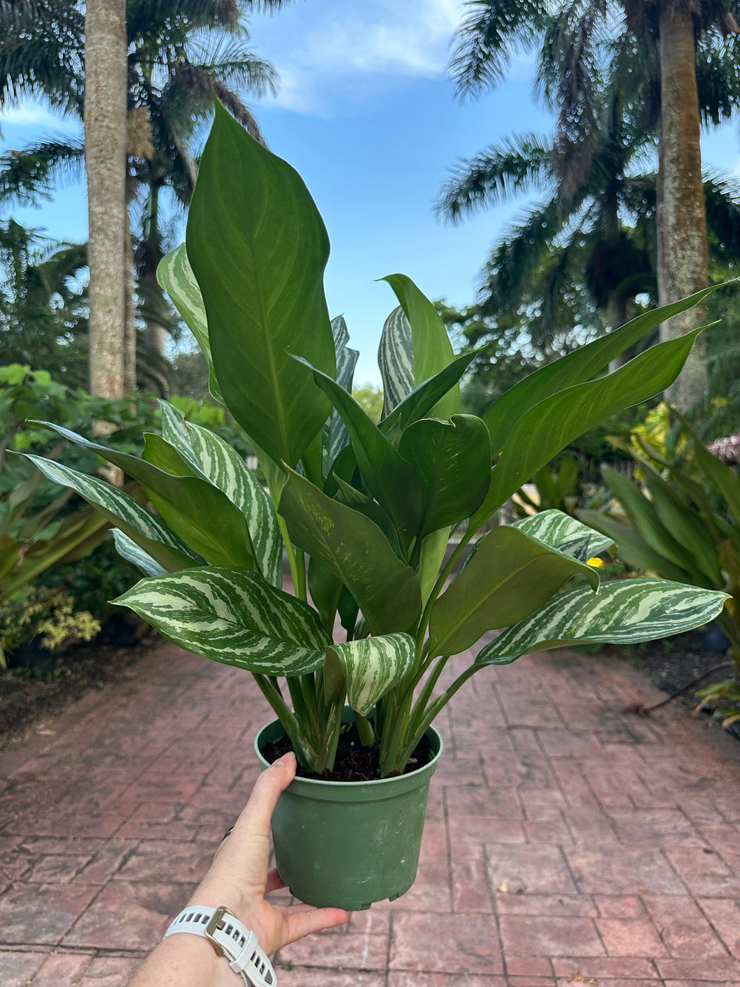 Aglaonema Stripes, 6” pot