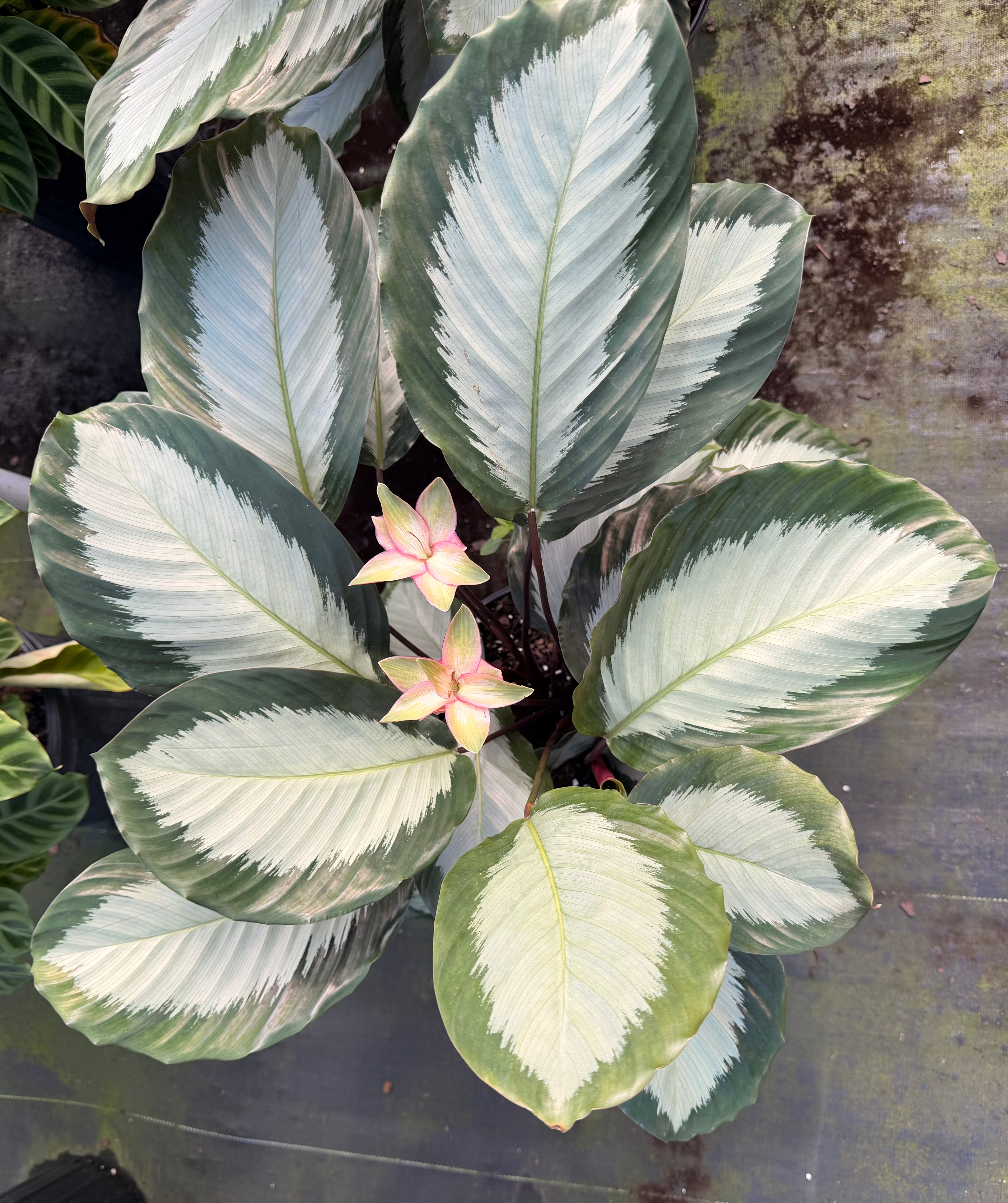Calathea Royal Standard, 6” pot