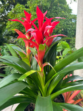 Load image into Gallery viewer, Guzmania planting, 8” pot. 3 plants per pot All red