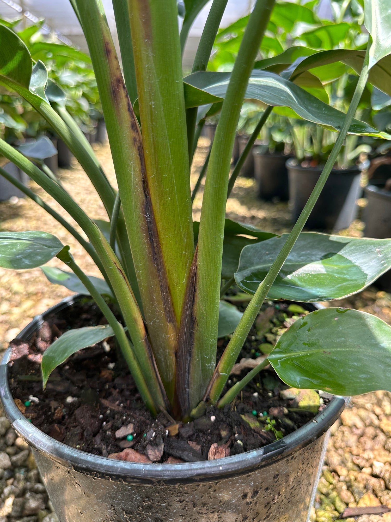 Bird of Paradise, 10” pot 4 plants per pot
