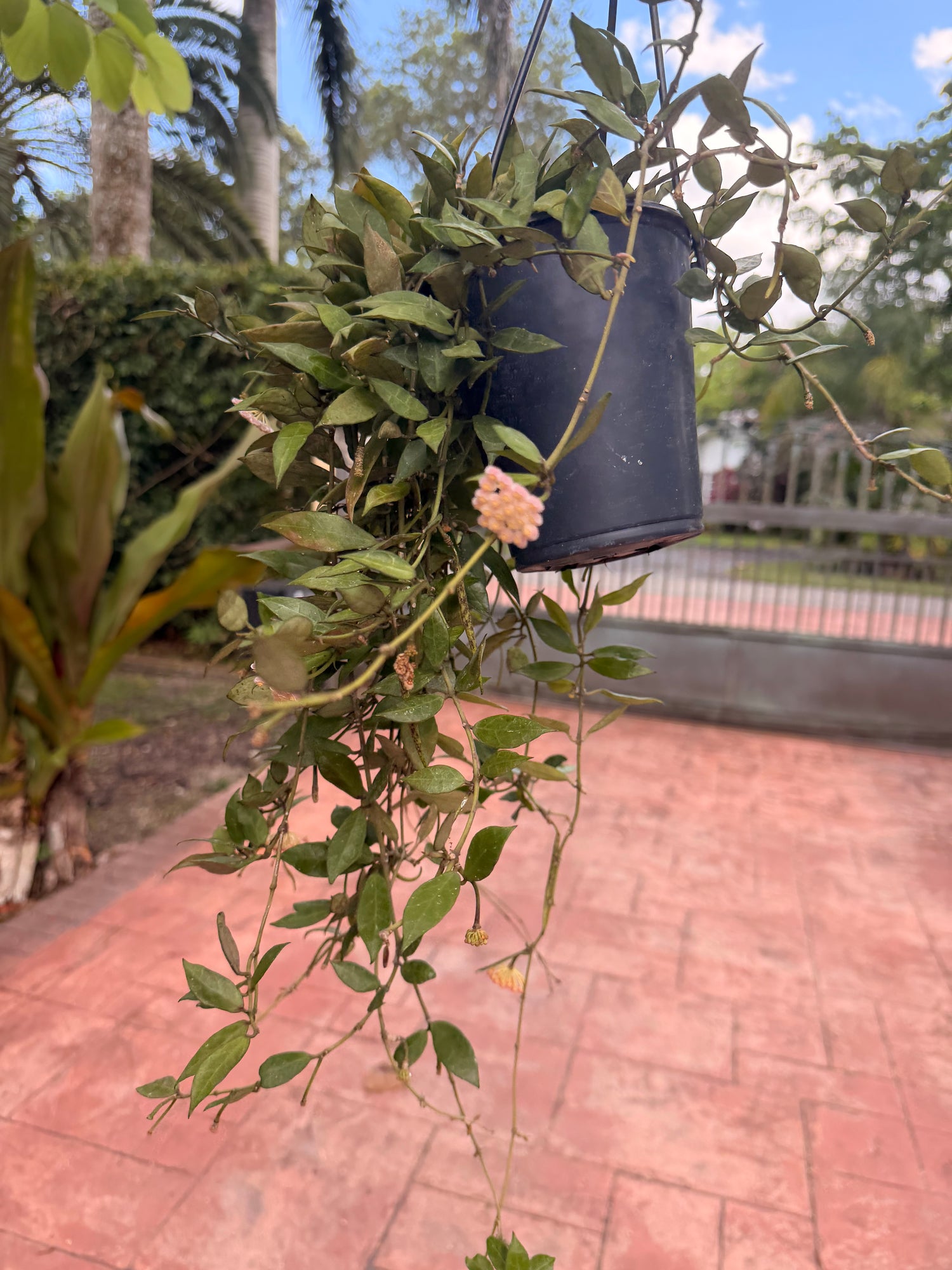 Hoya Sunrise, 5” pot