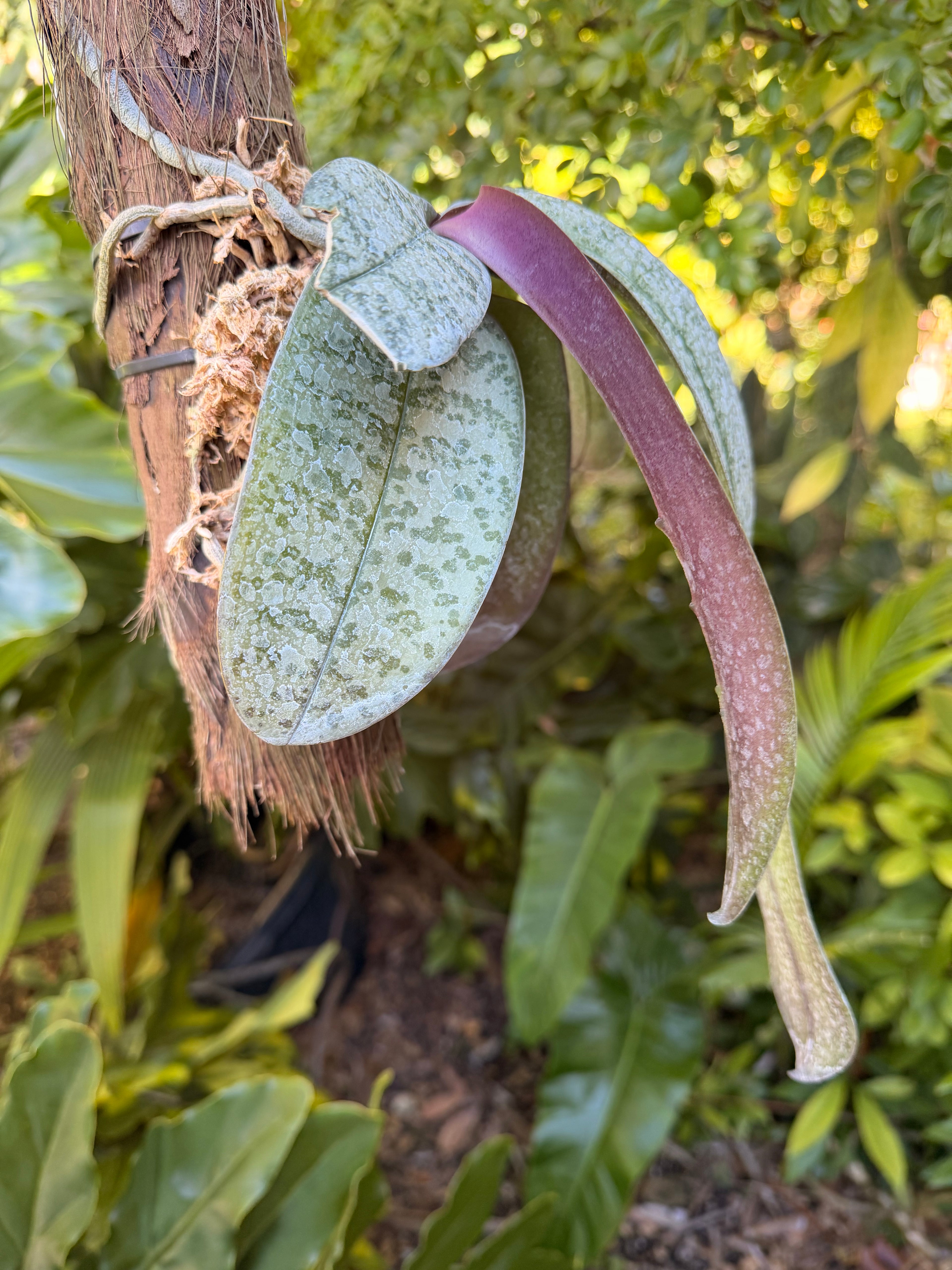 Mounted Phalaenopsis schilleriana