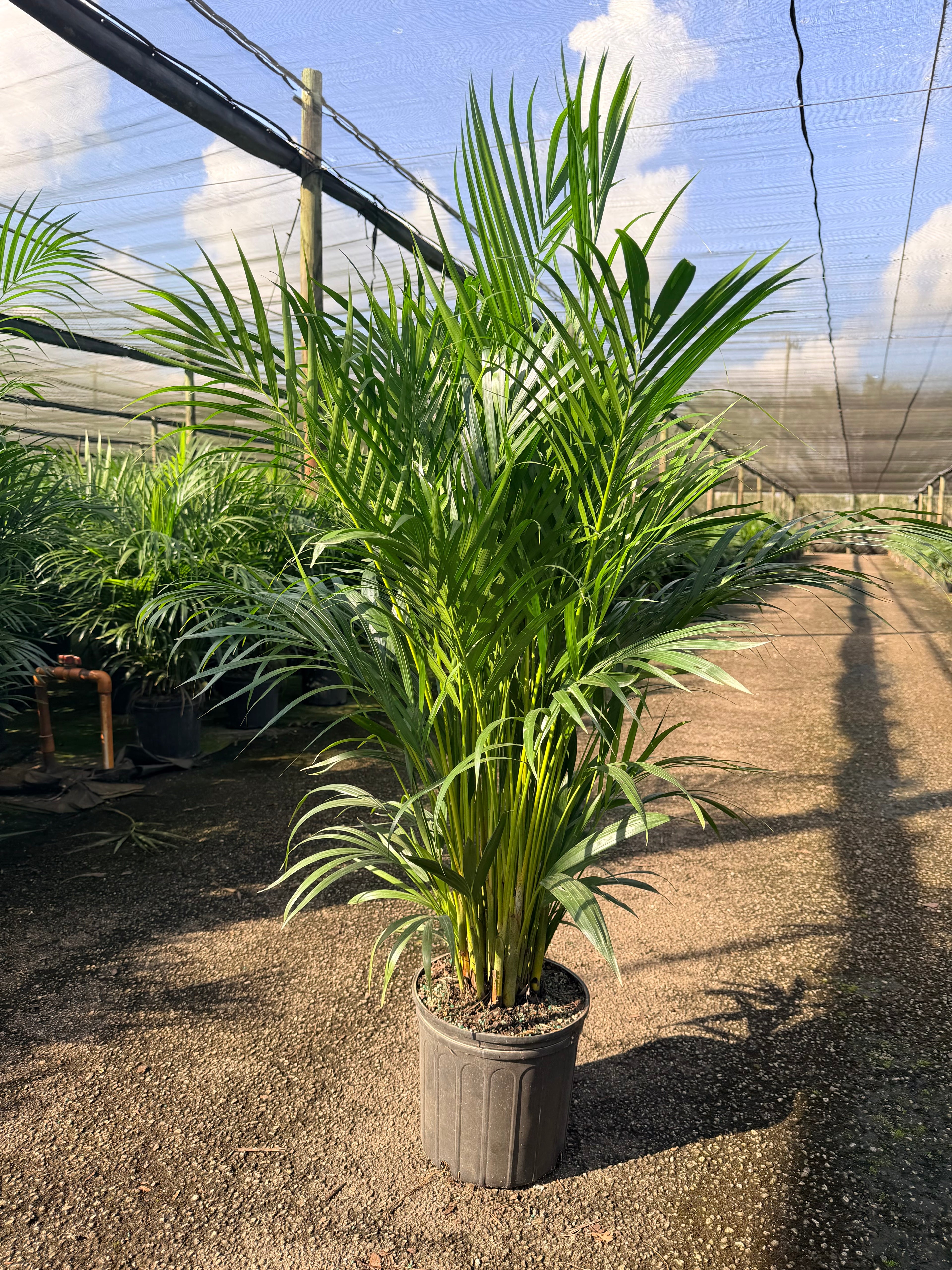 Areca Supreme, 10” pot 40-46” tall