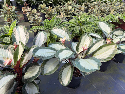 Calathea Royal Standard, 6” pot