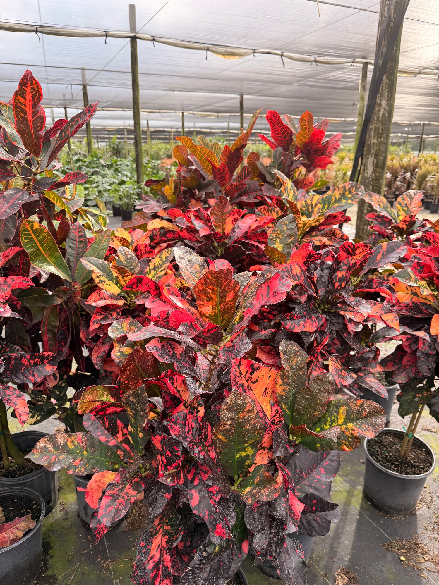 Croton Magnificent Std. 10” pot