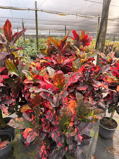 Croton Magnificent Std. 10” pot