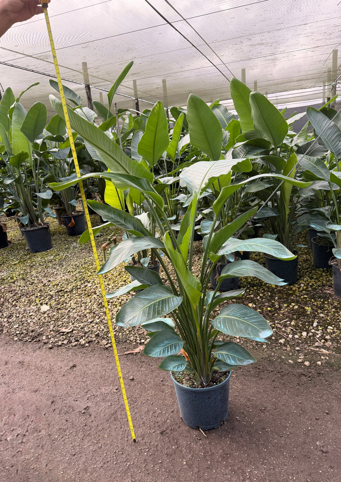 White Bird of Paradise, 60” box