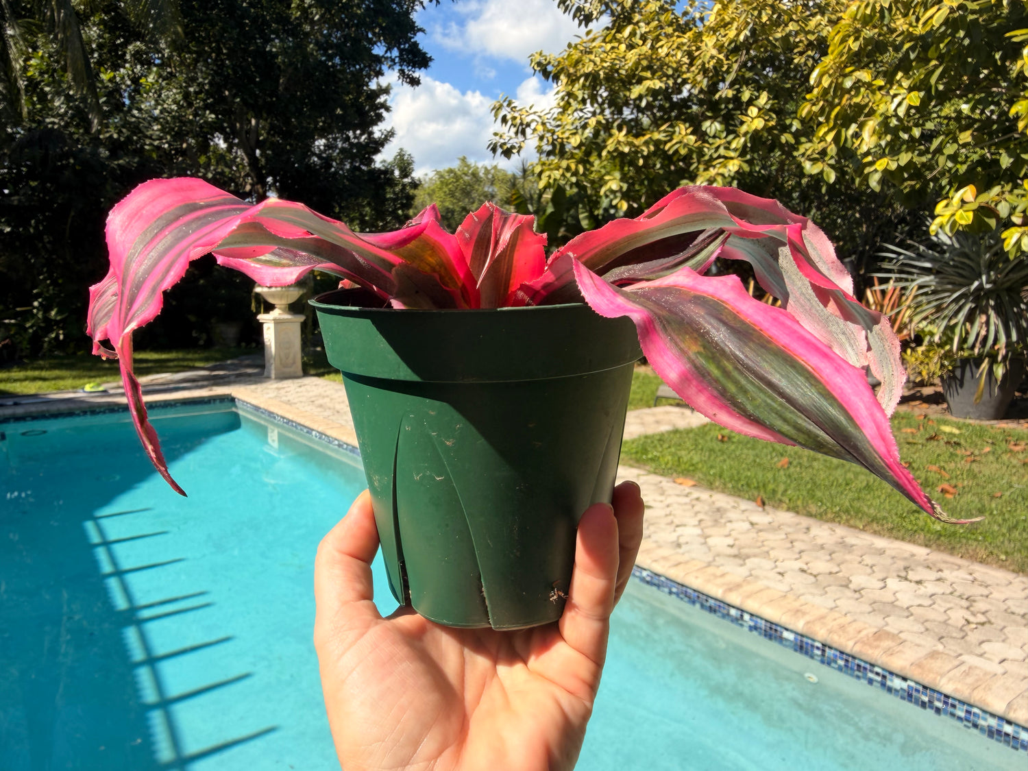 Cryptanthus Red Baron, 5” pot