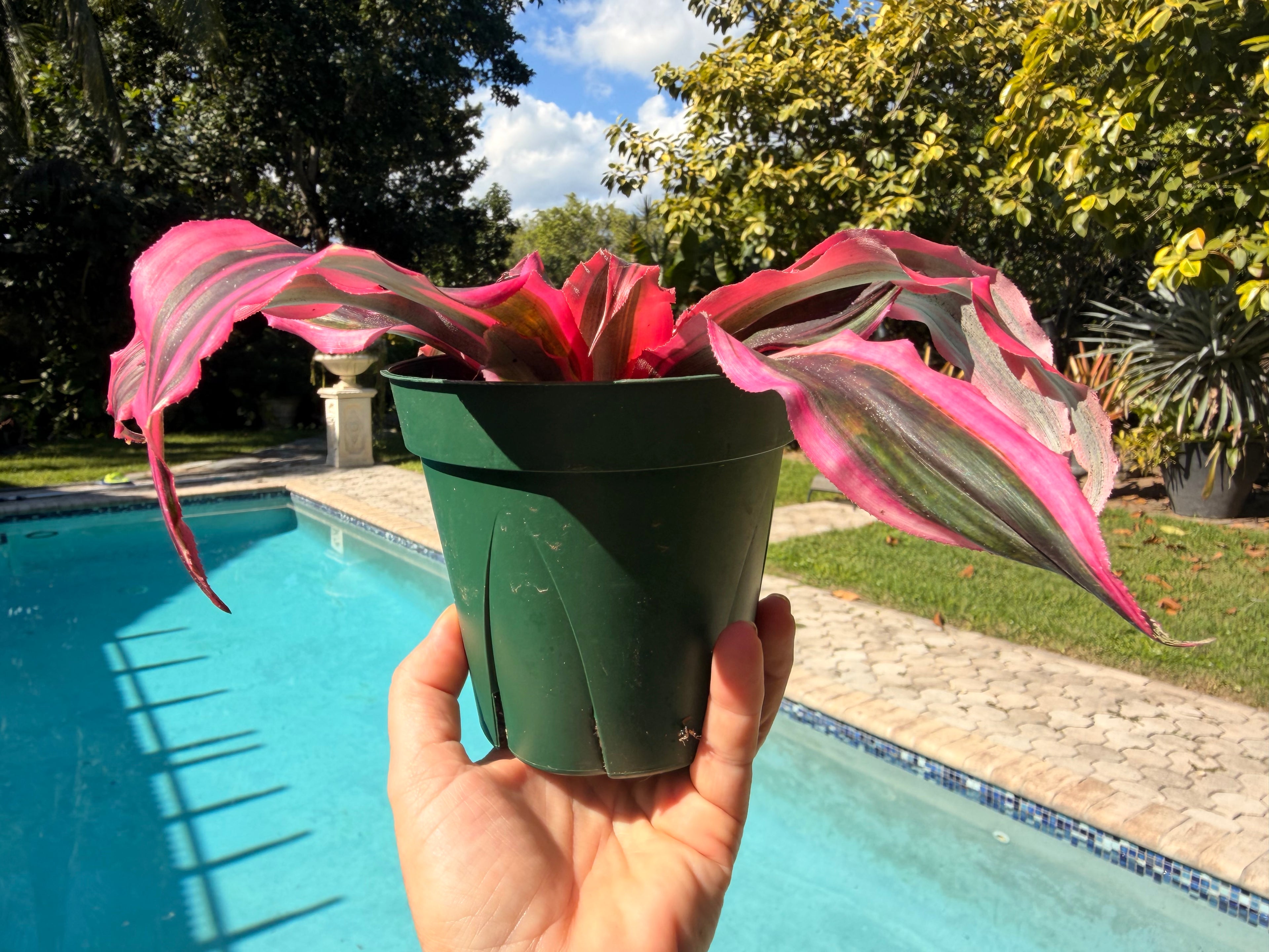 Cryptanthus Red Baron, 5” pot