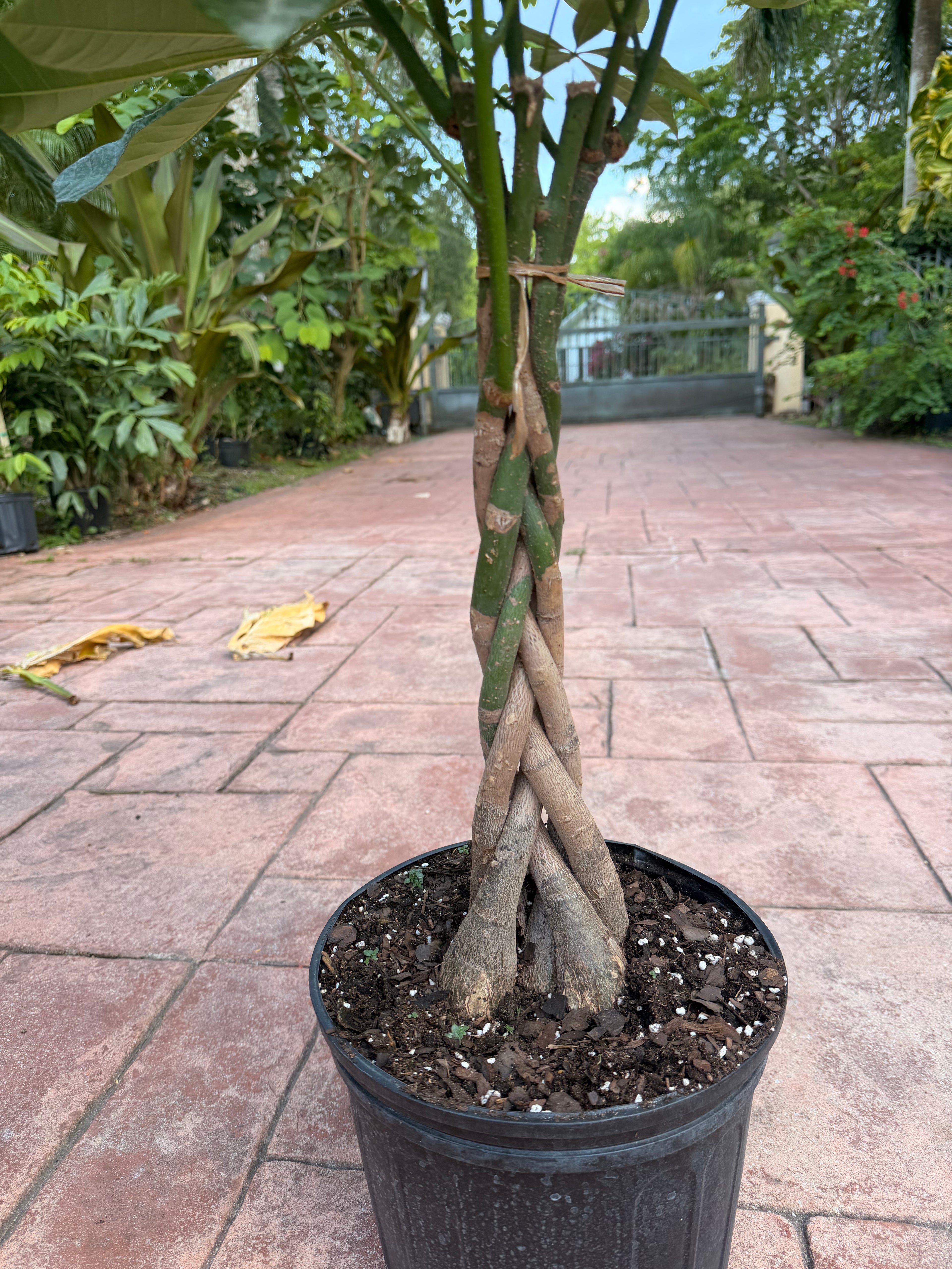 Money tree, 10” pot