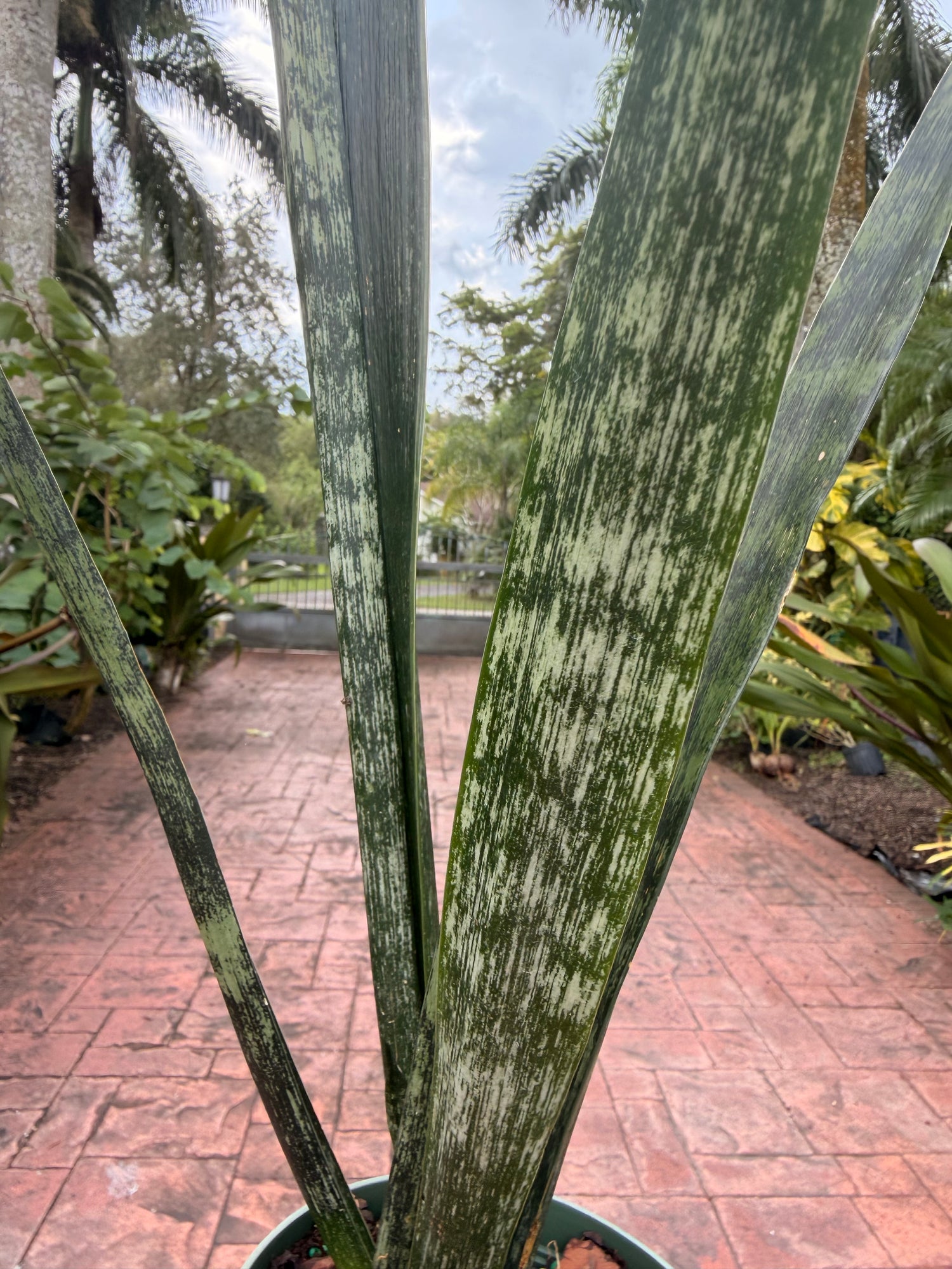 Sansevieria Snakeskin, 6” pot