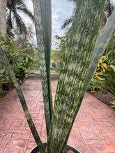 Load image into Gallery viewer, Sansevieria Snakeskin, 6” pot