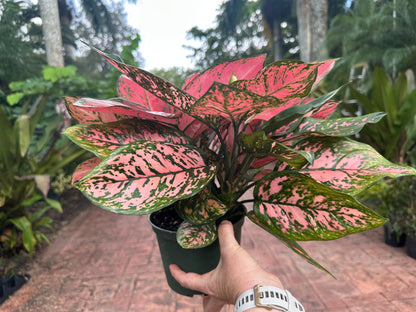 Aglaonema Anayamanee, 6” pot