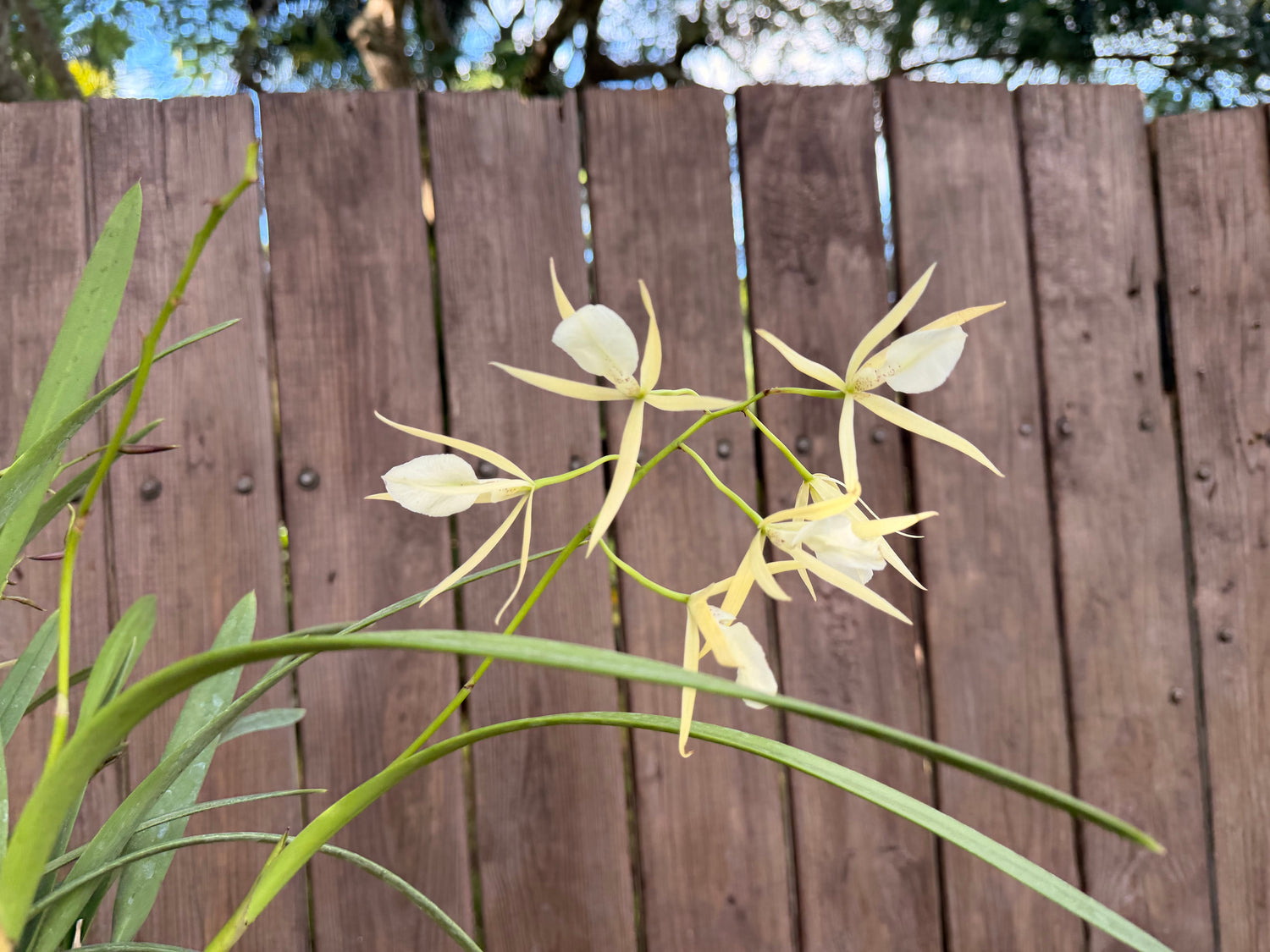 Brassavola nodosa in Thai orchid pot