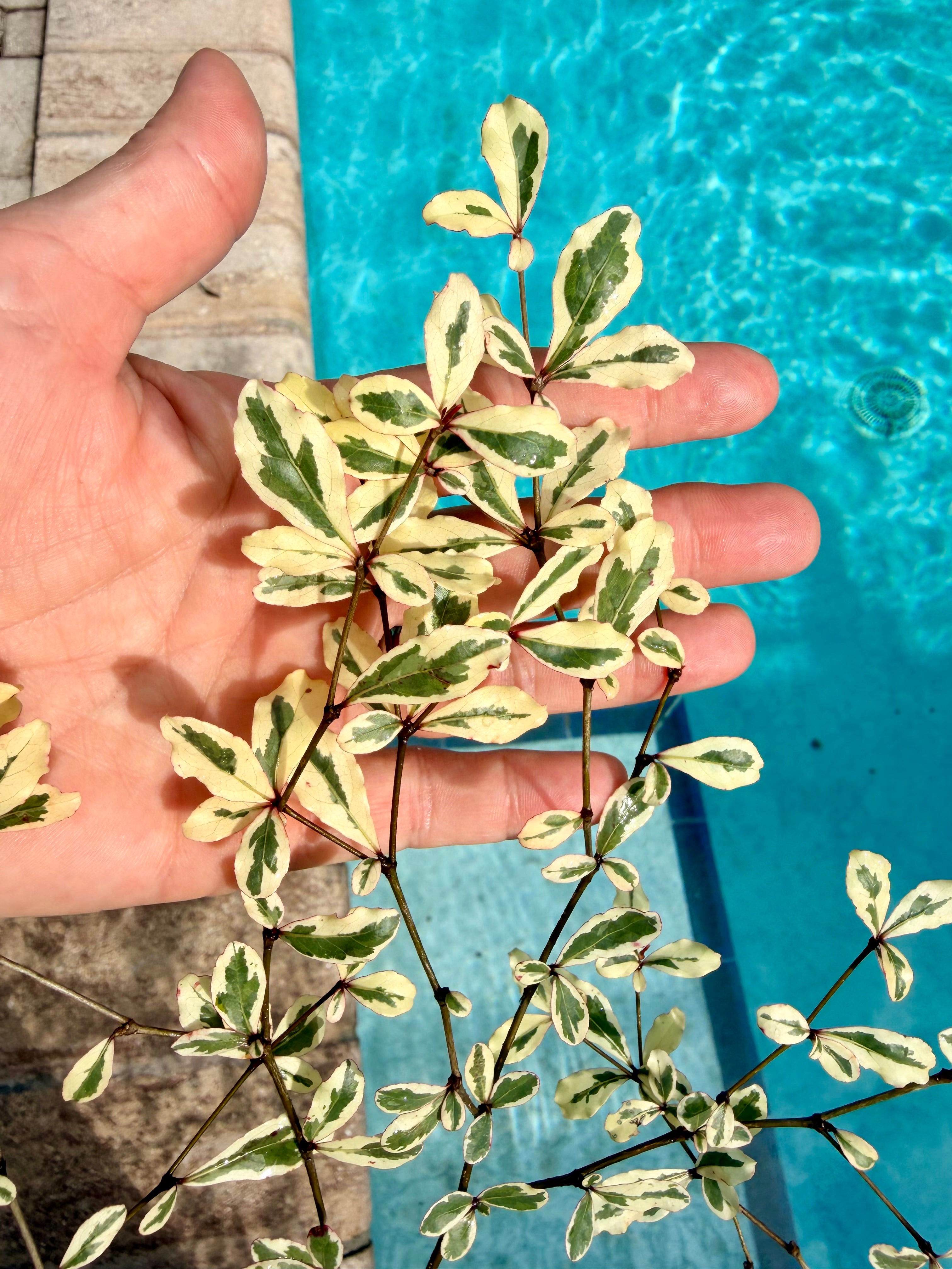 Variegated Terminalia Ivorensis, 10” pot/3G