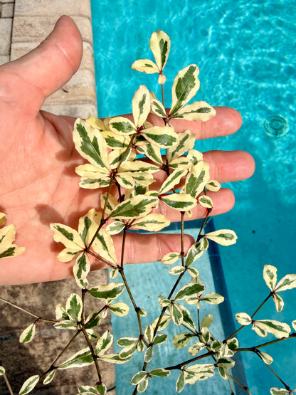 Variegated Terminalia Ivorensis, 10” pot/3G