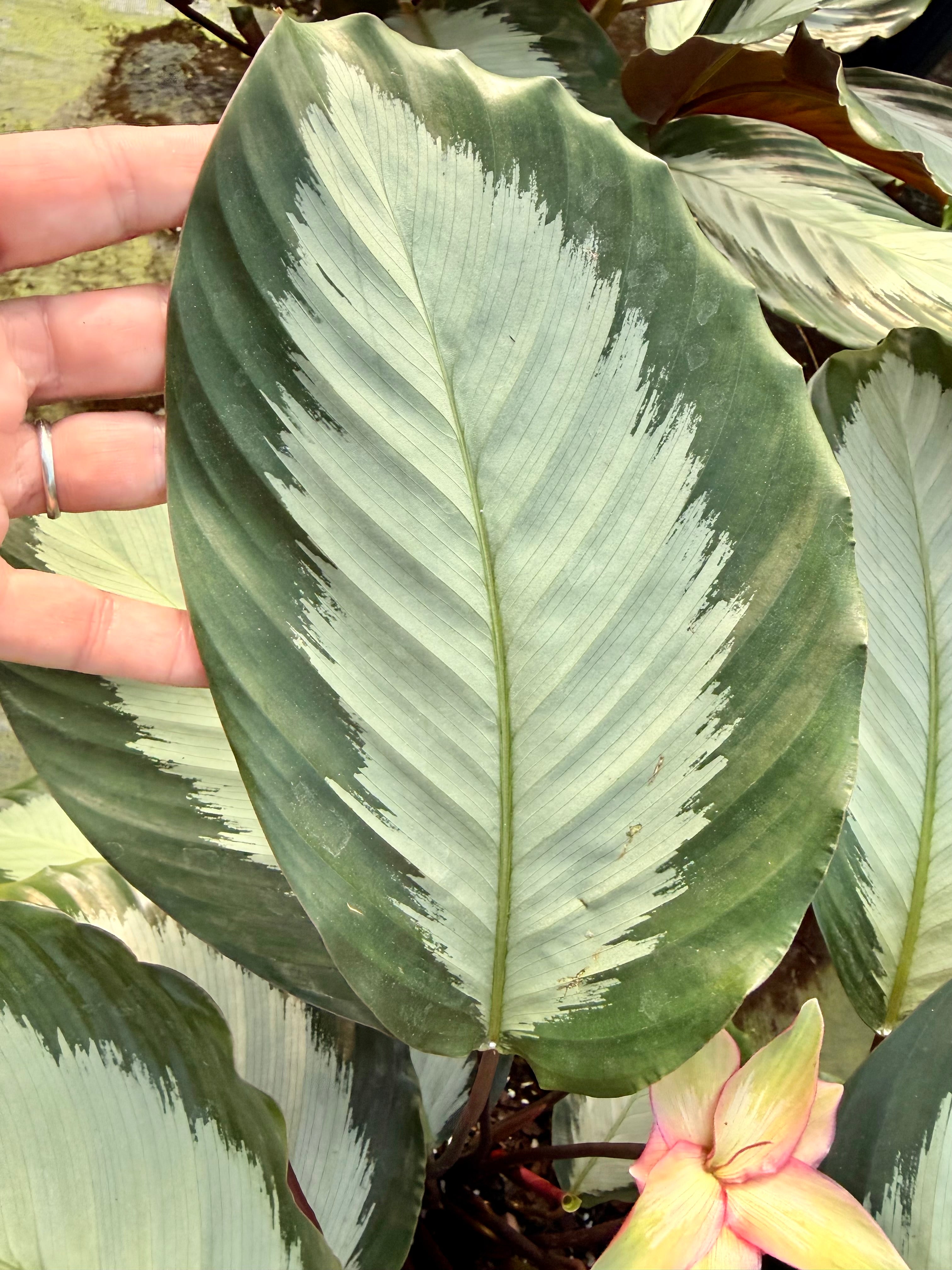 Calathea Royal Standard, 6” pot
