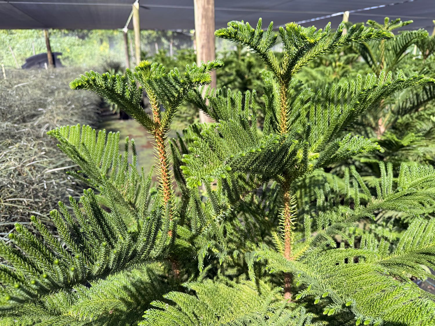 Norfolk Island pine, 14” pot