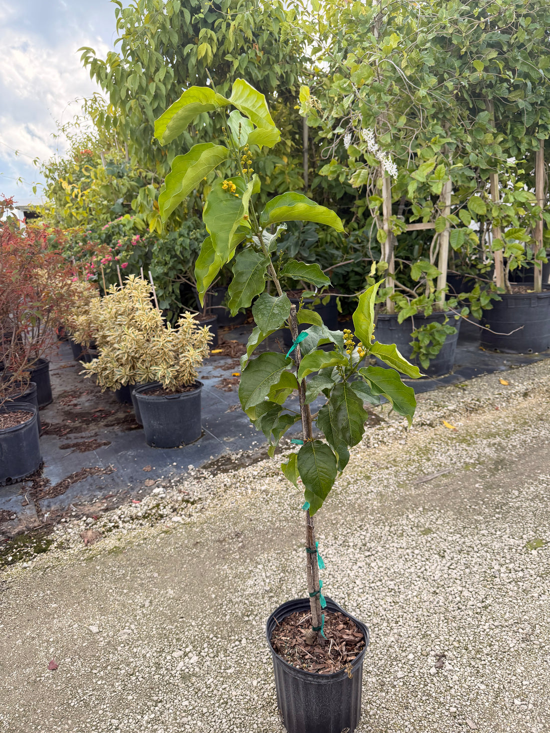 Peanut Butter tree, 10” pot - Bunchosia argentea