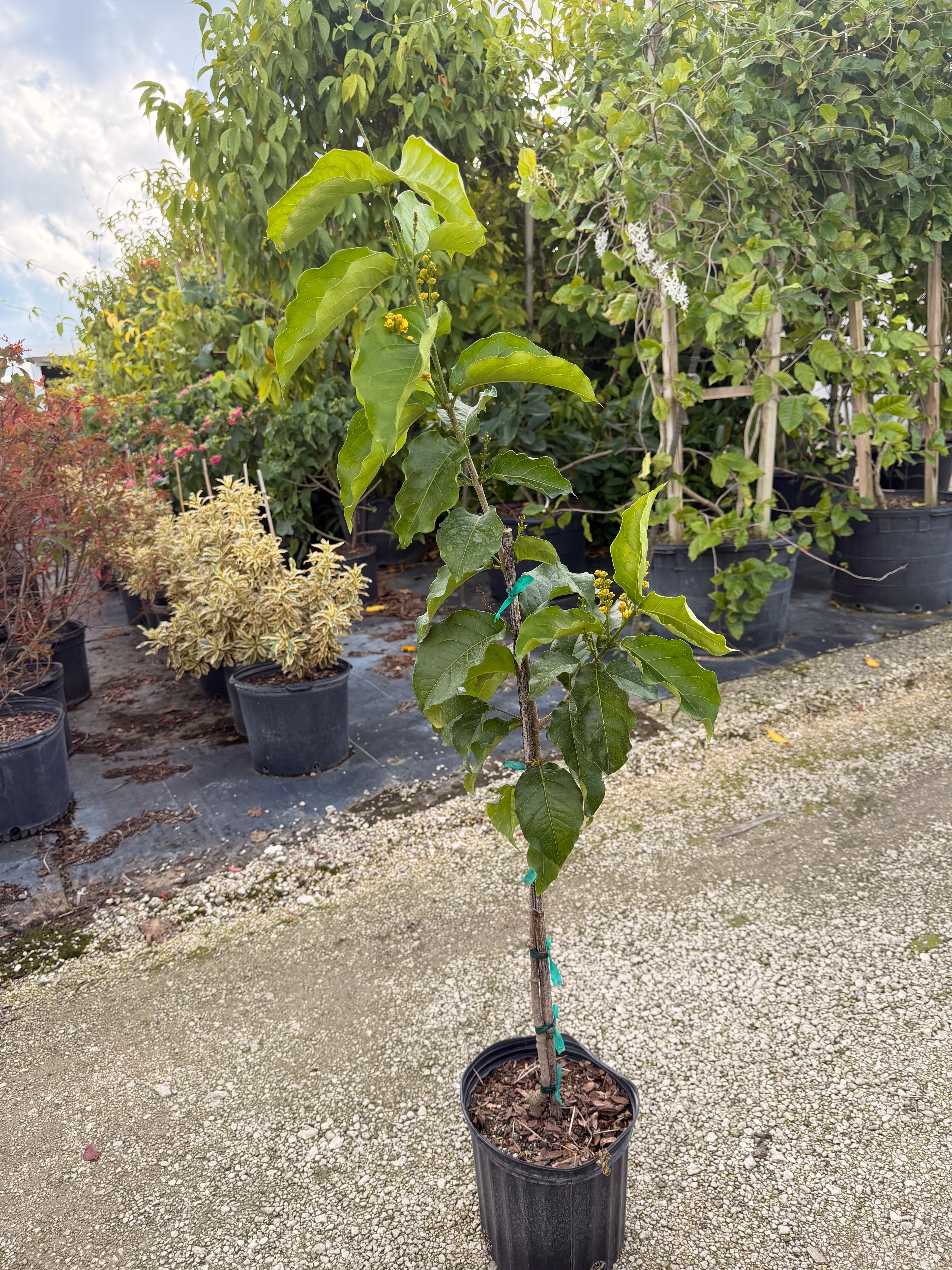 Peanut Butter tree, 10” pot - Bunchosia argentea