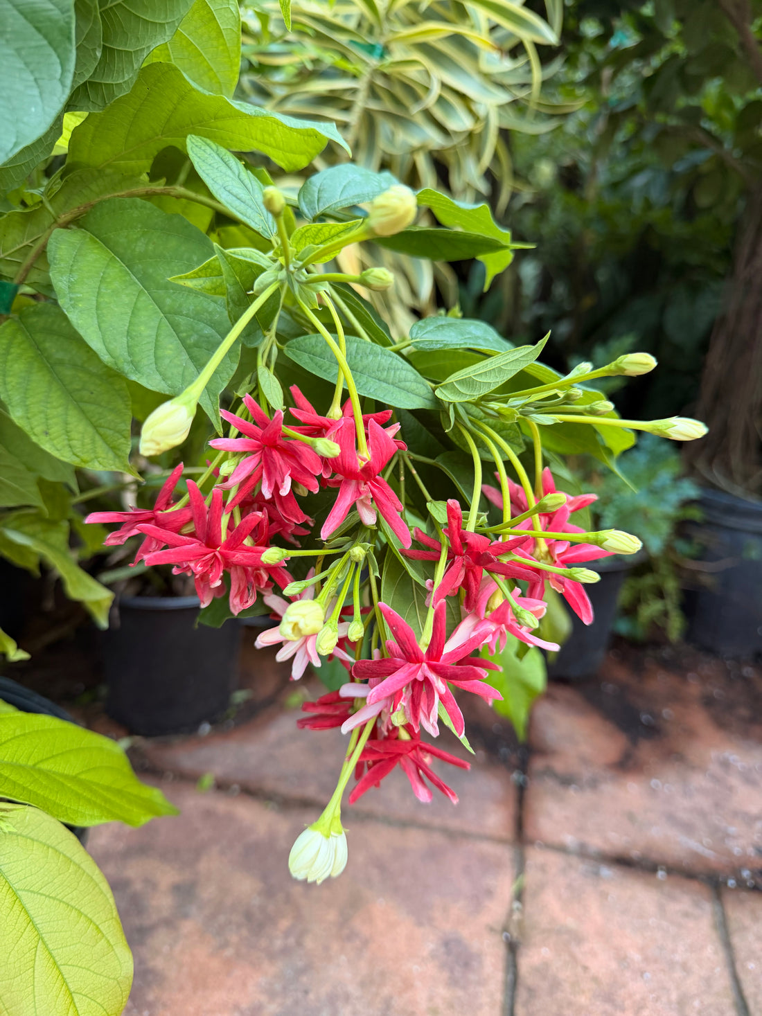 Double Rangoon Creeper, 10” pot Vine on trellis