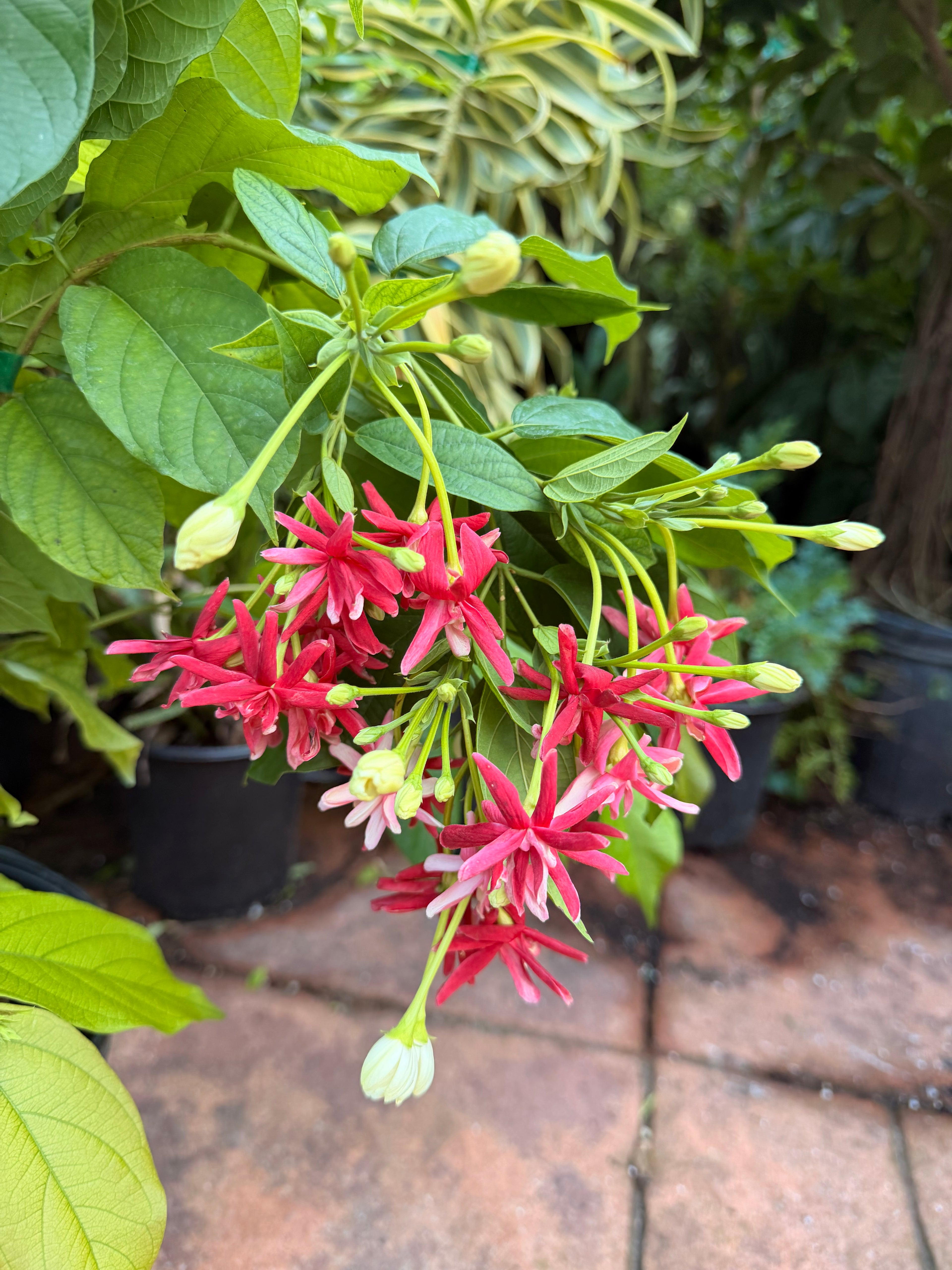 Double Rangoon Creeper, 10” pot Vine on trellis