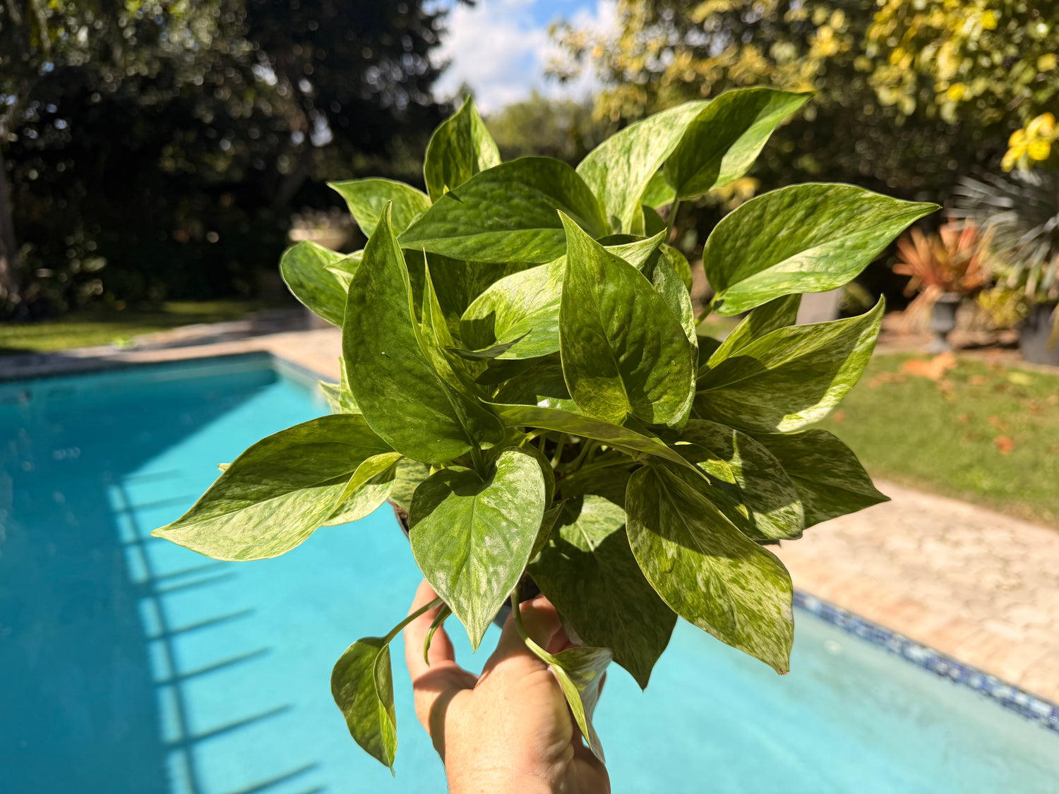 Marble Queen photos, 6” pot