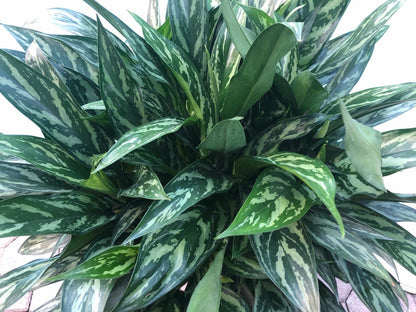 Aglaonema Juliette, 10” pot