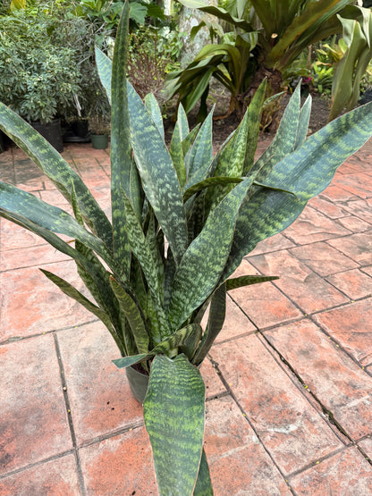 Sansevieria Jaboa, 8” pot Ships GROUND