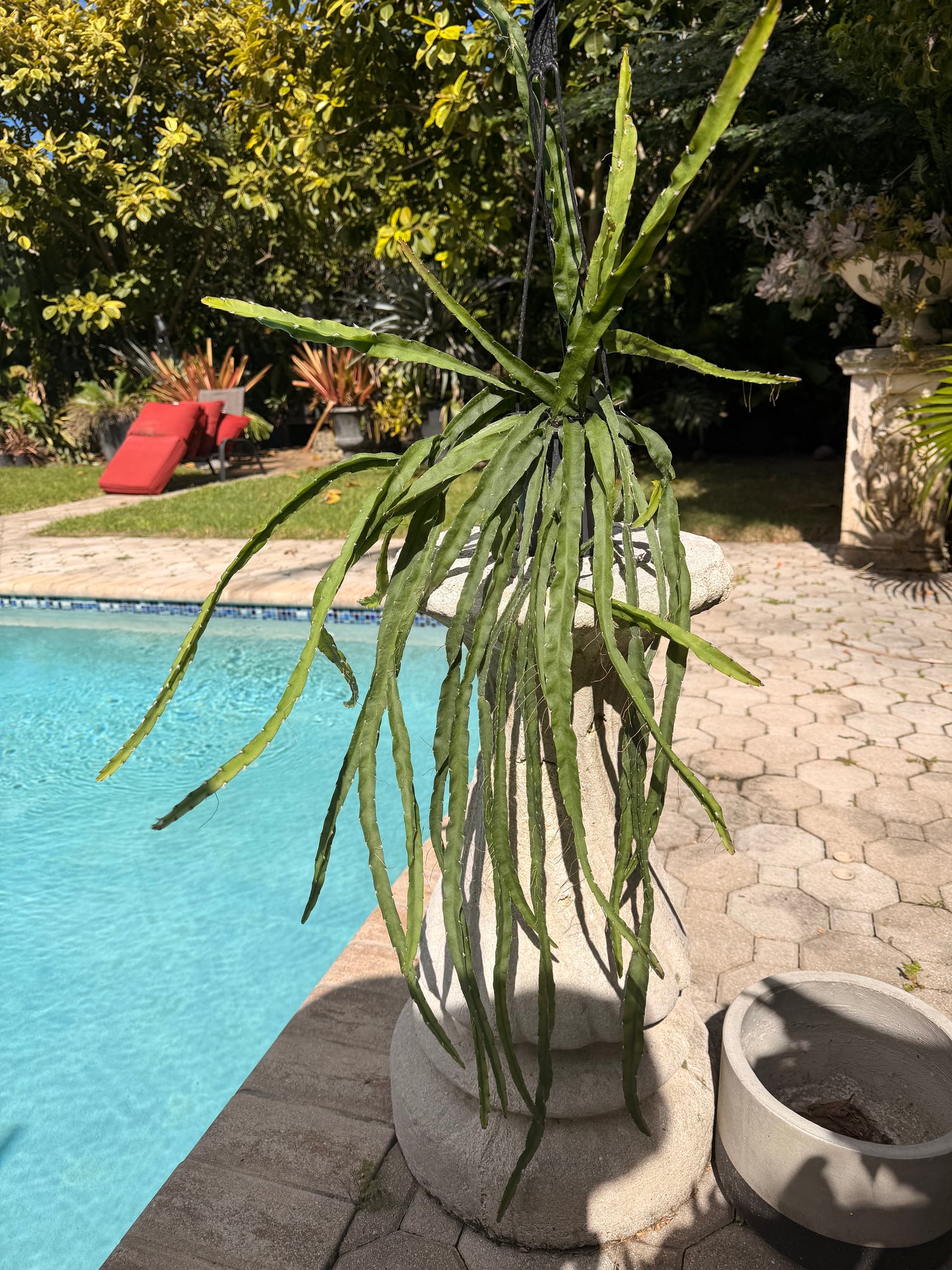 Rhipsalis Cruciformis, 5” pot Large