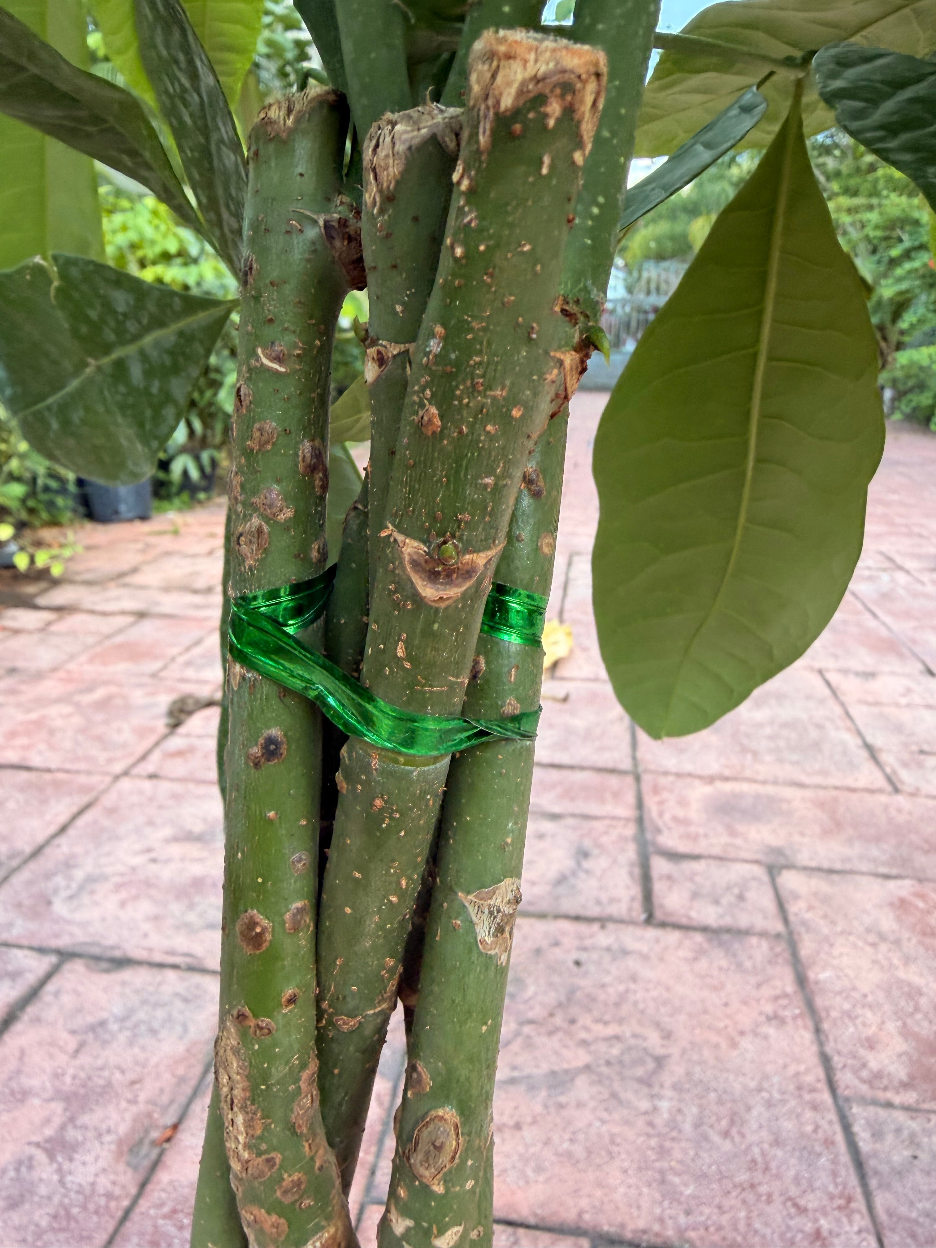 Money tree, 10” pot