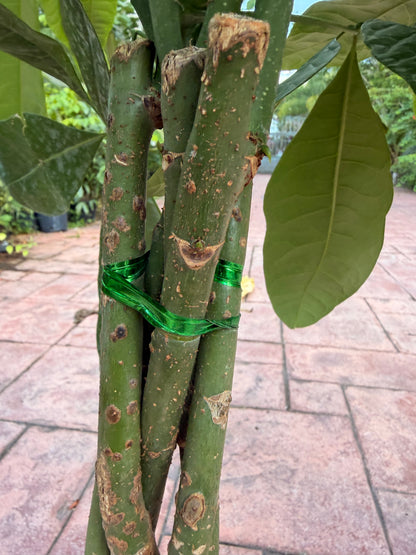 Money tree, 10” pot