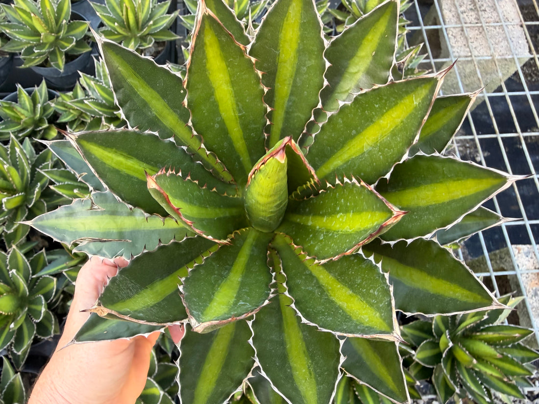 Agave Lophantha