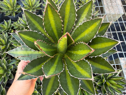 Agave Lophantha