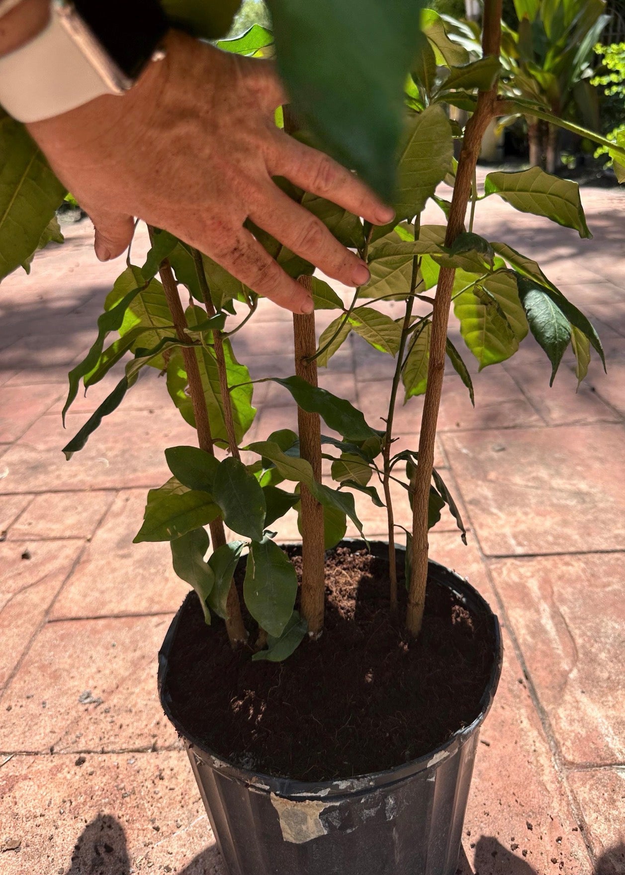 Natal Mahogany, 10” pot Tall