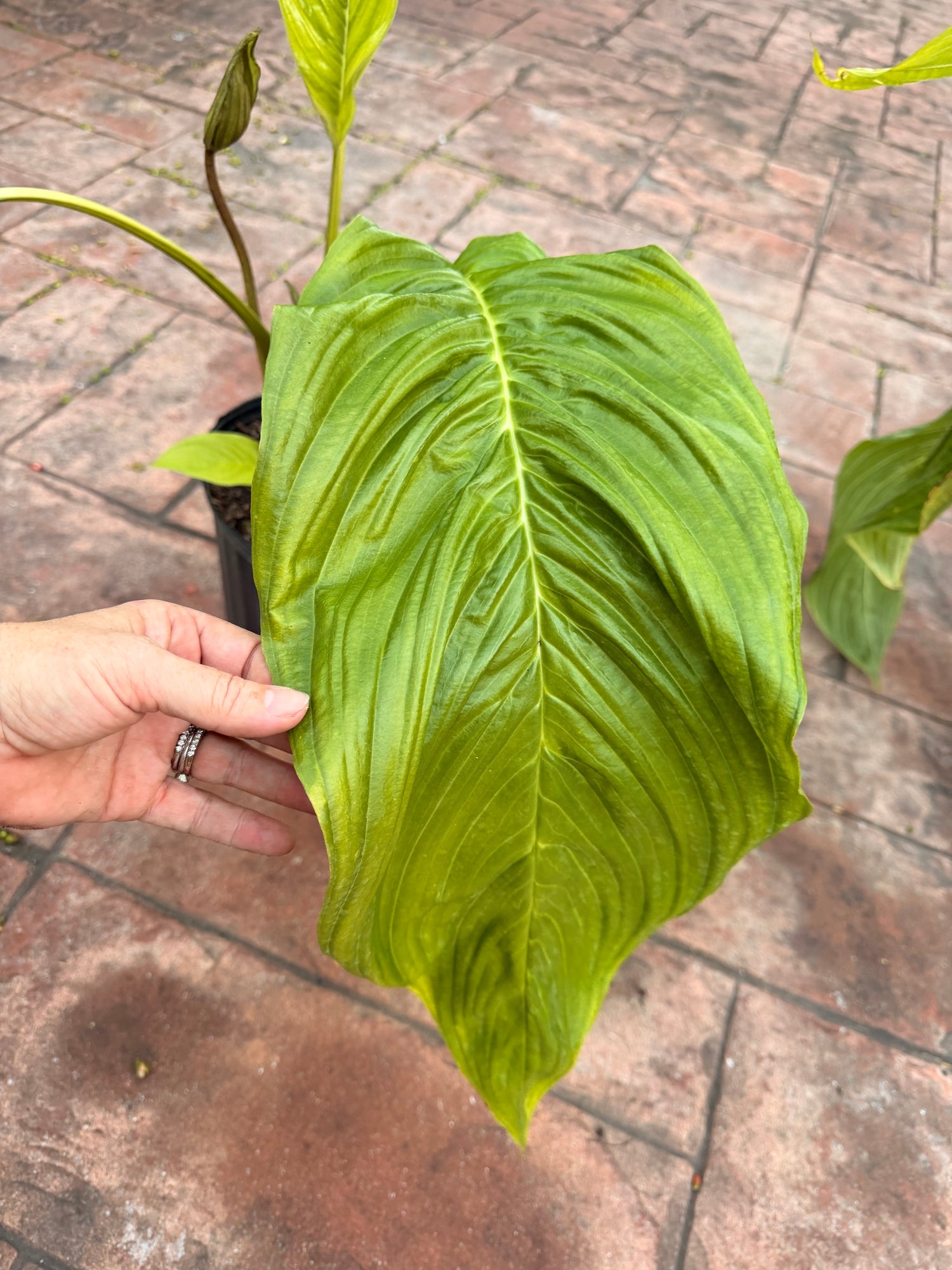 White Tacca Bat plant, 10” pot. Tacca chantieri - Will ship with a bud.