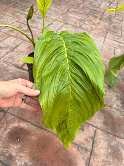 White Tacca Bat plant, 10” pot. Tacca chantieri - Will ship with a bud.