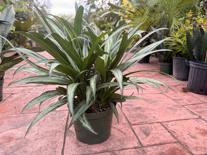Aglaonema Cutlass, 8” pot