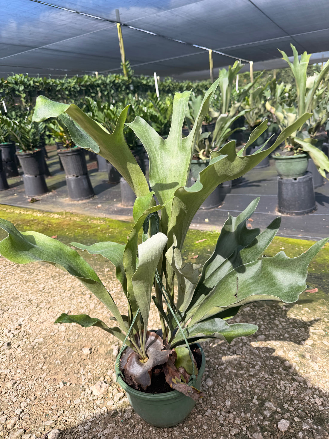 Staghorn fern in 8” hanging basket Large