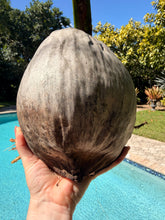 Load image into Gallery viewer, Sprouted Coconut. Large nut. Ready to plant or grow in water.