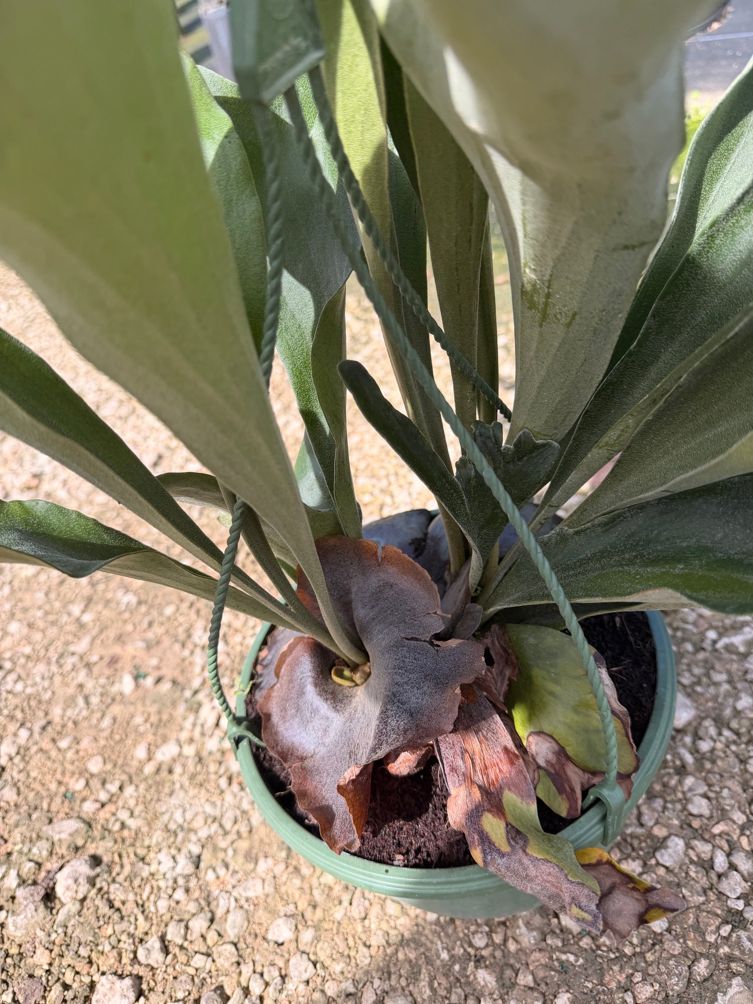 Staghorn fern in 8” hanging basket Large