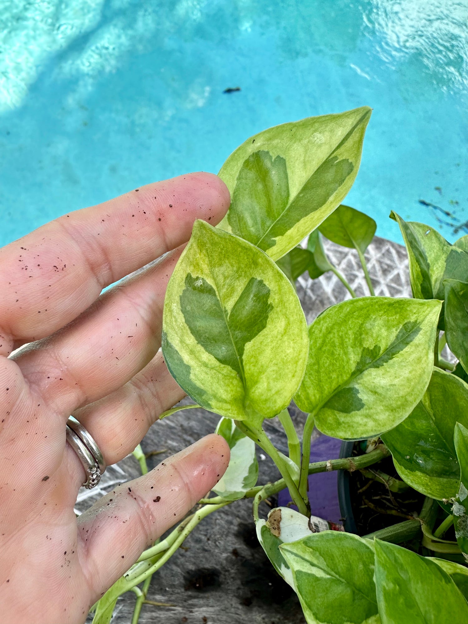 Lemon meringue photos, 4” pot