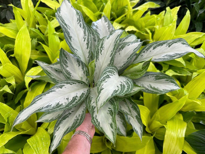 Aglaonema Crystal Bay, 6” pot