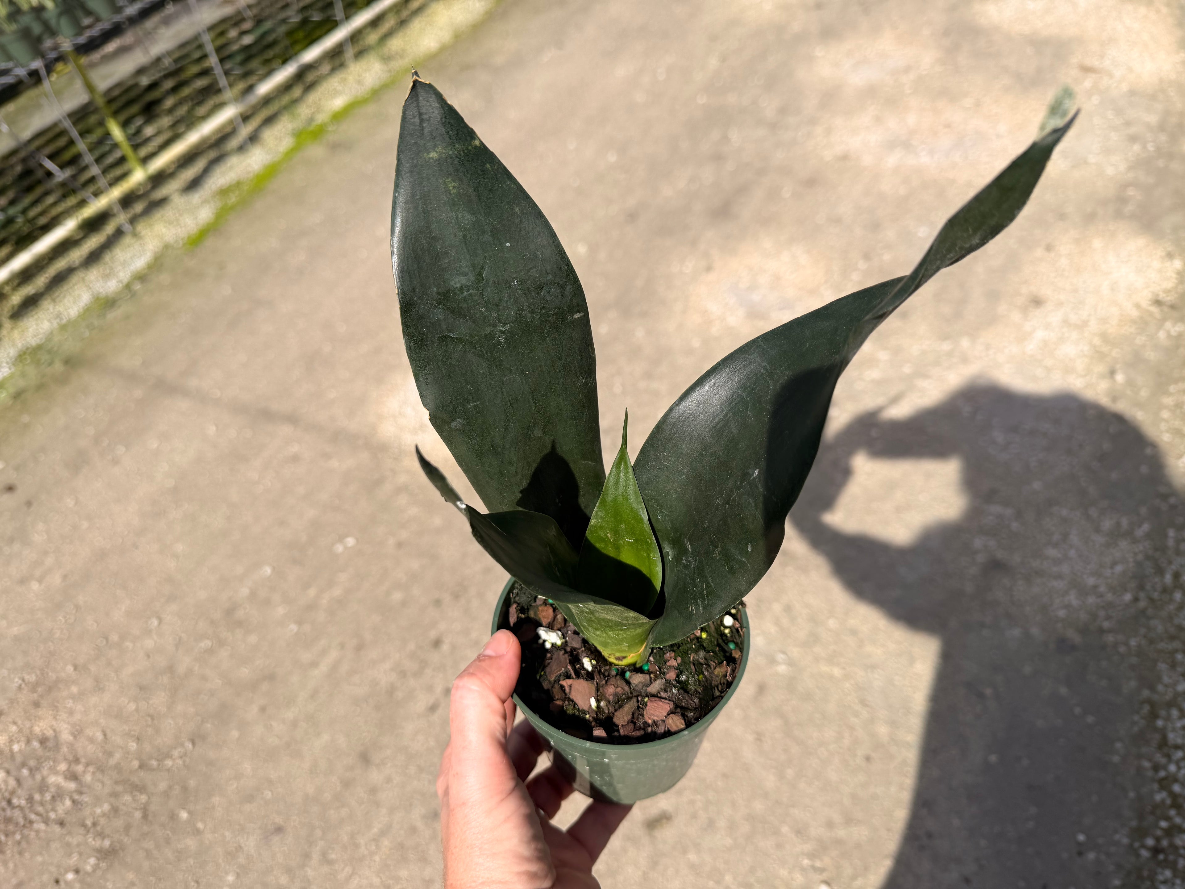 Sansevieria Starter pack A