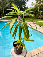 Load image into Gallery viewer, Variegated Rhapis, 1 g pot