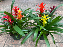 Load image into Gallery viewer, Guzmania planting, 8” pot. 3 plants per pot Different colors