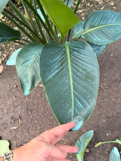 White Bird of Paradise, 60” box