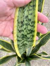 Load image into Gallery viewer, Sansevieria Laurentii, 10” pot