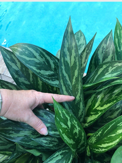 Aglaonema Juliette, 10” pot